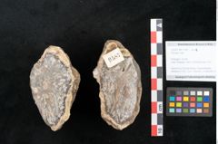 Foto (Objekt + Etikett) von Plantae indet.  (NHMW-GEO-2024-0188-11587)